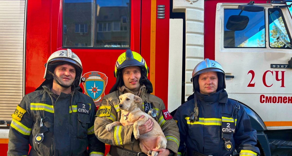 При пожаре на Шевченко два кота дождались помощи на подоконнике, а щенка Каю вынесли из клетки